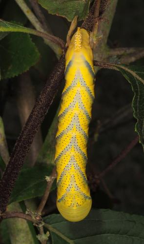 Acherontia atropos